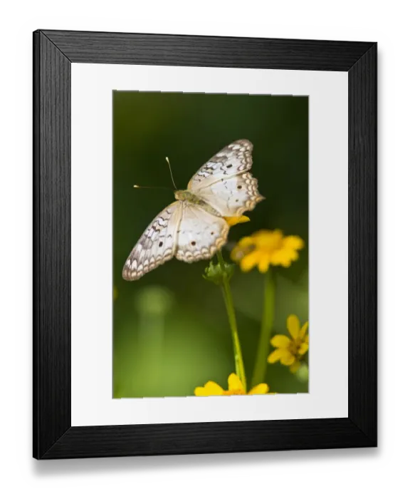 Framed Print : White Peacock (Anartia jatrophae) nectoring on daisy flowers at the Edinburg, Texas