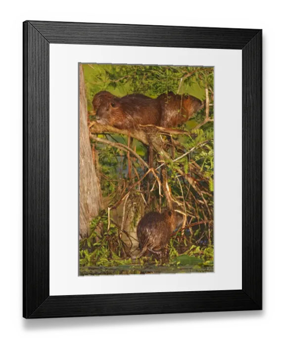 Framed Print : Nutria (Myocaster coypus) family resting, sunning and drying on bald cypress limbs Framed Print : Nutria (Myocaster coypus) family resting, sunning and drying on bald cypress limbs