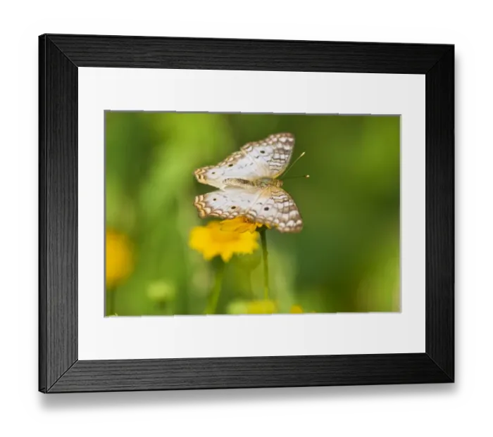 Framed Print : White Peacock (Anartia jatrophae) nectoring on daisy flowers at the Edinburg, Texas Framed Print : White Peacock (Anartia jatrophae) nectoring on daisy flowers at the Edinburg, Texas