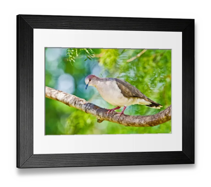 Framed Print : White-tipped Dove (Leptotila verreauxi) adult in mesquite tree, south Texas, USA Framed Print : White-tipped Dove (Leptotila verreauxi) adult in mesquite tree, south Texas, USA