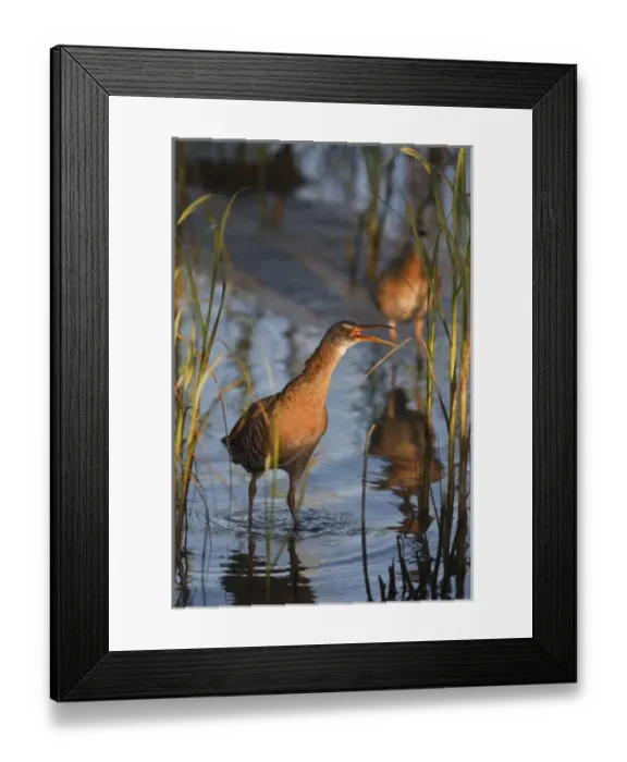 Framed Print : Laguna Madre bay, South Padre Island, Texas, USA, Clapper Rail (Rallus longirostris) Framed Print : Laguna Madre bay, South Padre Island, Texas, USA, Clapper Rail (Rallus longirostris)
