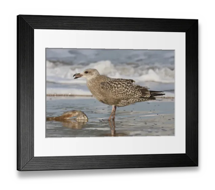 Framed Print : Gulf of Mexico, Cameron County, Texas, USA, Herring Gull (Larus argentatus) juvenile Framed Print : Gulf of Mexico, Cameron County, Texas, USA, Herring Gull (Larus argentatus) juvenile