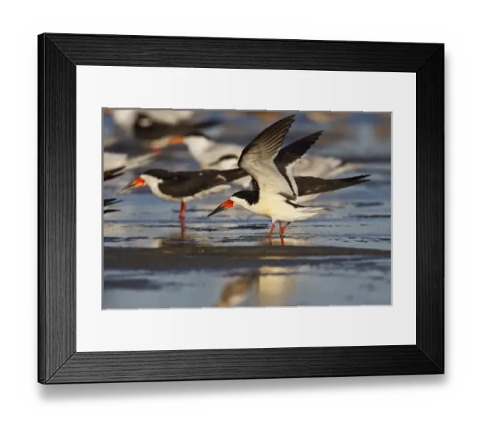 Framed Print : Laguna Madre (bay), Texas, USA, spring, Black Skimmer (Rhynchops niger) adults stretching Framed Print : Laguna Madre (bay), Texas, USA, spring, Black Skimmer (Rhynchops niger) adults stretching