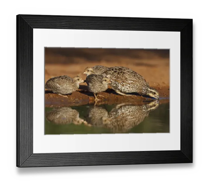 Framed Print : Laguna Seca Ranch, Hidalgo Co. Texas, USA, Northern Bobwhite (Colinus virginianus) quail Framed Print : Laguna Seca Ranch, Hidalgo Co. Texas, USA, Northern Bobwhite (Colinus virginianus) quail