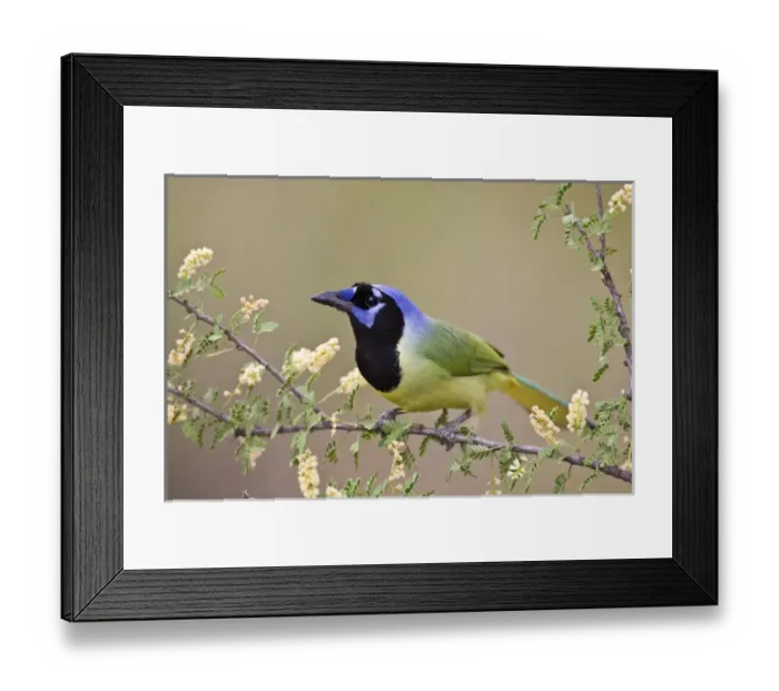 Framed Print : Ramirez Ranch, Starr Co. Texas, USA, Green Jay (Cyanocorax yncas) adult in flowering