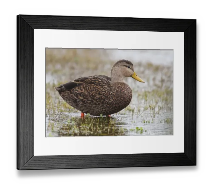 Framed Print : Rockport, Refugio Co. Texas, USA, , Mottled Duck (Anas fulvigula) male feeding in