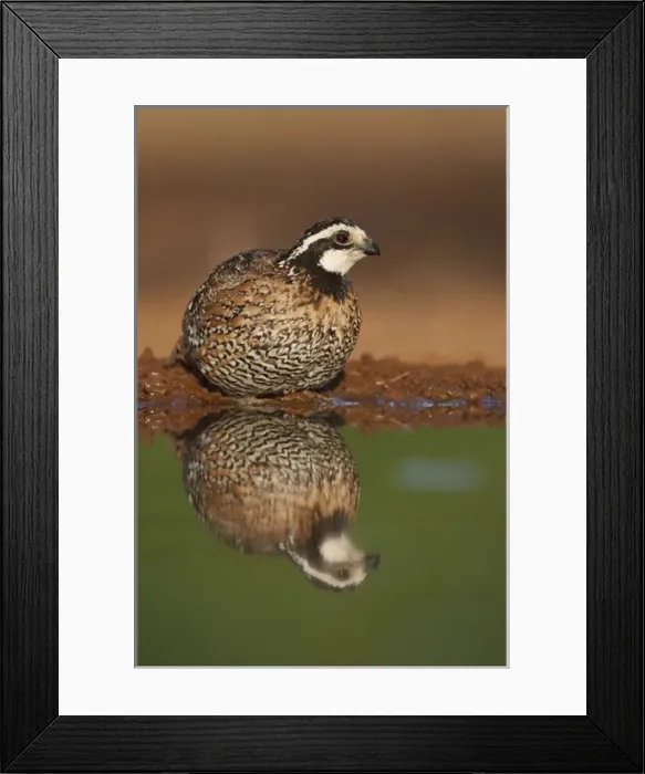 Framed Print : Laguna Seca Ranch, Hidalgo Co. Texas, USA, Northern Bobwhite (Colinus virginianus) quail