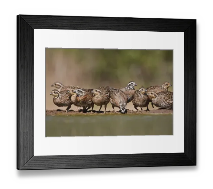 Framed Print : Santa Clara Ranch, Starr Co. south Texas, USA, Northern Bobwhite (Colinus virginianus)