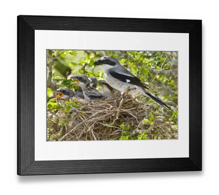 Framed Print : Raymondville, Willacy Co. Texas, USA, Loggerhead Shrike (Lanius ludovicianus) adult Framed Print : Raymondville, Willacy Co. Texas, USA, Loggerhead Shrike (Lanius ludovicianus) adult