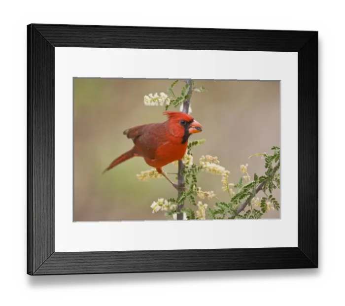 Framed Print : Northern Cardinal (Cardinalis cardinalis) male eating sunflower seed, Starr Co. Texas Framed Print : Northern Cardinal (Cardinalis cardinalis) male eating sunflower seed, Starr Co. Texas