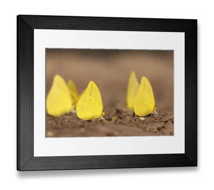 Framed Print : Starr Co. Texas, USA, Large Orange Sulphur (Phoebis agarithe) group sucking minerals Framed Print : Starr Co. Texas, USA, Large Orange Sulphur (Phoebis agarithe) group sucking minerals