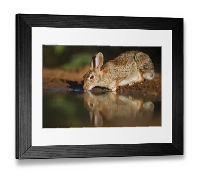 Framed Print : Santa Clara Ranch, Starr Co. south Texas, USA, Eastern Cottontail (Sylvilagus floridanus) Framed Print : Santa Clara Ranch, Starr Co. south Texas, USA, Eastern Cottontail (Sylvilagus floridanus)