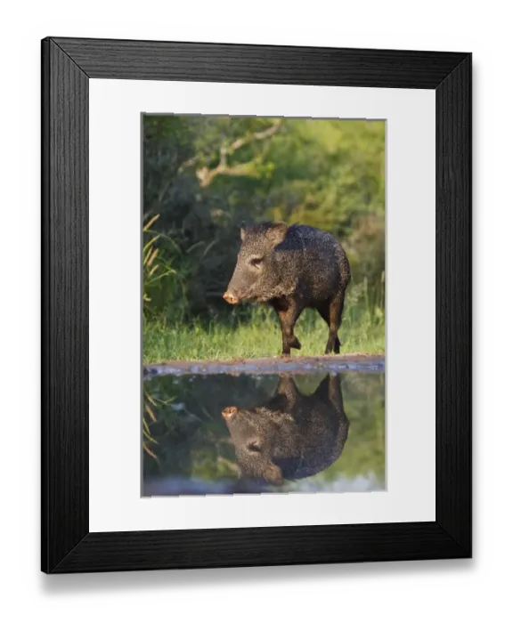 Framed Print : Starr co. south Texas, USA, Collared Peccary (Pecari tajacu) adult reflected in pond