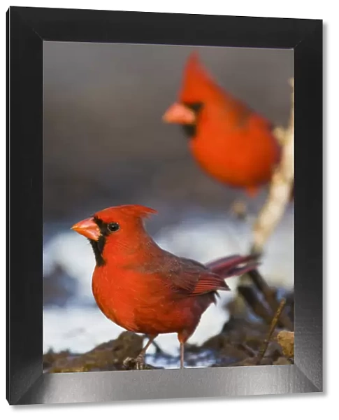 Northern Cardinal (Cardinalis cardinalis) males at pond to drink, Starr Co. Texas, USA