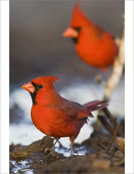Northern Cardinal (Cardinalis cardinalis) males at pond to drink, Starr Co. Texas, USA