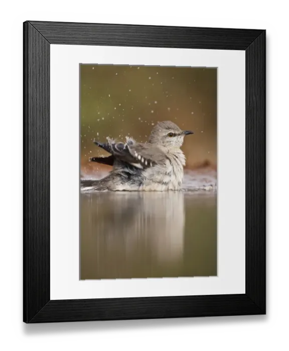 Framed Print : Northern Mockingbird (Mimus polyglottus) adult bathing in pond, Starr Co. Texas, USA Framed Print : Northern Mockingbird (Mimus polyglottus) adult bathing in pond, Starr Co. Texas, USA