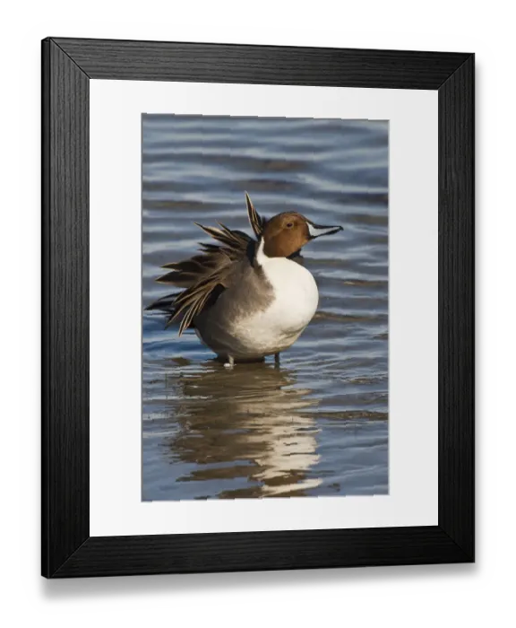 Framed Print : Northern Pintail (Anas acuta) male preening and resting in Laguna Madre, South Padre Island Framed Print : Northern Pintail (Anas acuta) male preening and resting in Laguna Madre, South Padre Island