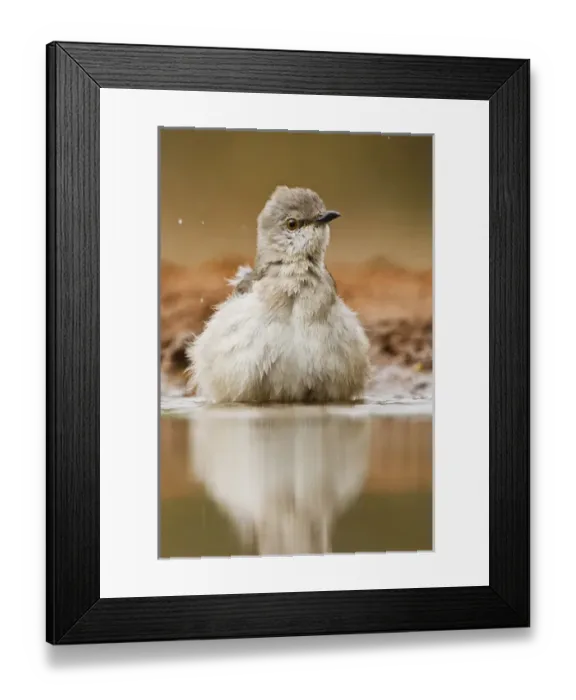 Framed Print : Northern Mockingbird (Mimus polyglottus) adult bathing in pond, Starr Co. Texas, USA Framed Print : Northern Mockingbird (Mimus polyglottus) adult bathing in pond, Starr Co. Texas, USA