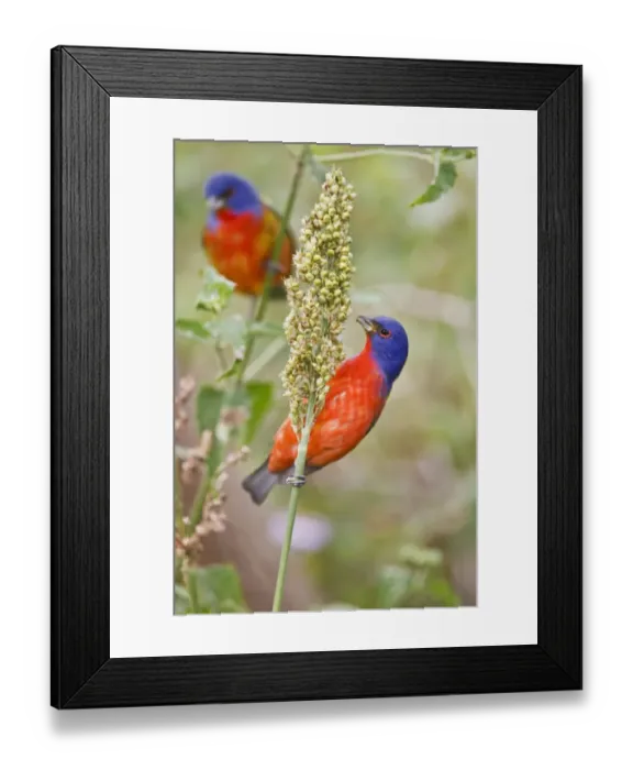 Framed Print : Painted Bunting (Passerian ciris) male feeding on milo seeds at South Padre Island Framed Print : Painted Bunting (Passerian ciris) male feeding on milo seeds at South Padre Island