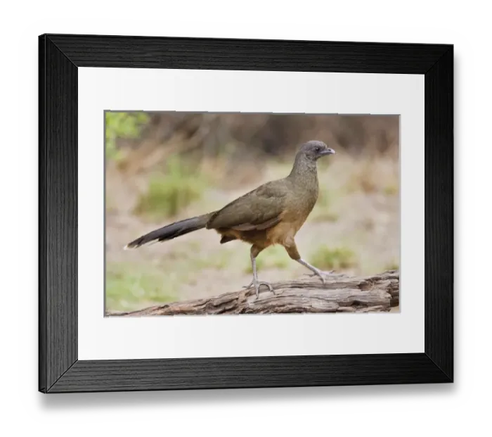 Framed Print : Plain Chachalaca (Ortalis vetula) looking for food in south Texas riparian habitat Framed Print : Plain Chachalaca (Ortalis vetula) looking for food in south Texas riparian habitat