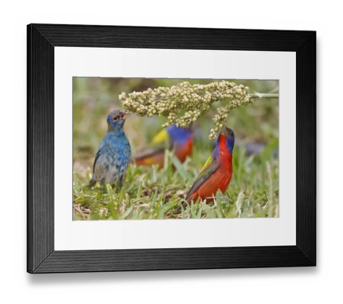 Framed Print : Painted Bunting (Passerian ciris) male feeding with indigo buntings on milo seeds Framed Print : Painted Bunting (Passerian ciris) male feeding with indigo buntings on milo seeds