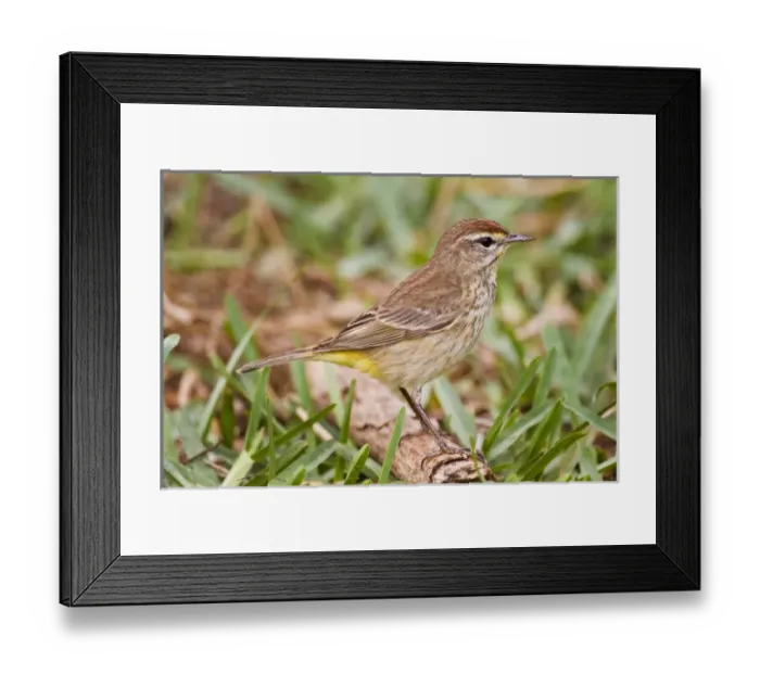 Framed Print : Palm Warbler (Dendroica palmarum) foraging on ground, spring migration, South Padre Island Framed Print : Palm Warbler (Dendroica palmarum) foraging on ground, spring migration, South Padre Island