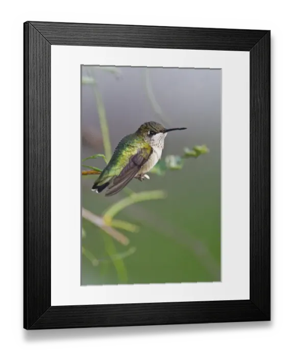 Framed Print : Ruby-throated Hummingbird (Archilochus colubris) immature male perched in tree, south Texas