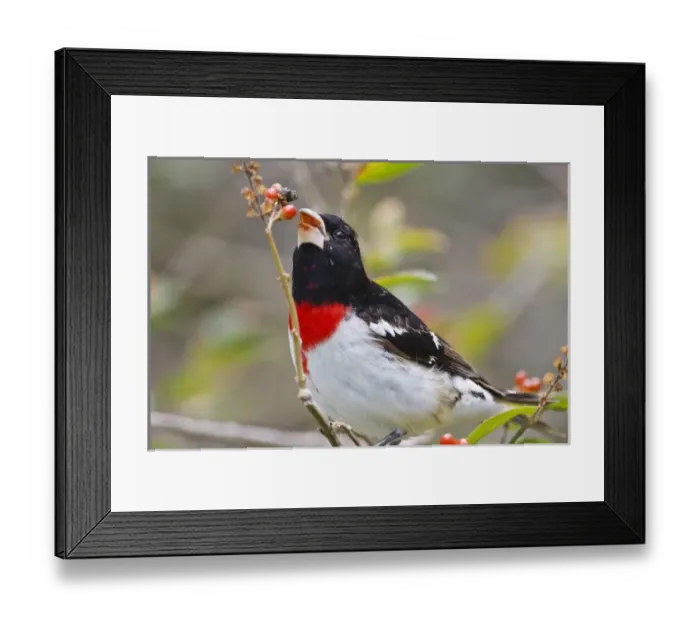 Framed Print : Rose-breasted Grosbeak (Pheucticus ludovicianus) male, feeding on fiddlewood fruits