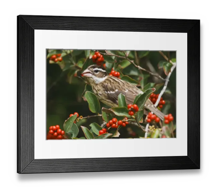 Framed Print : Rose-breasted Grosbeak (Pheucticus ludovicianus) female, feeding on fiddlewood fruits Framed Print : Rose-breasted Grosbeak (Pheucticus ludovicianus) female, feeding on fiddlewood fruits