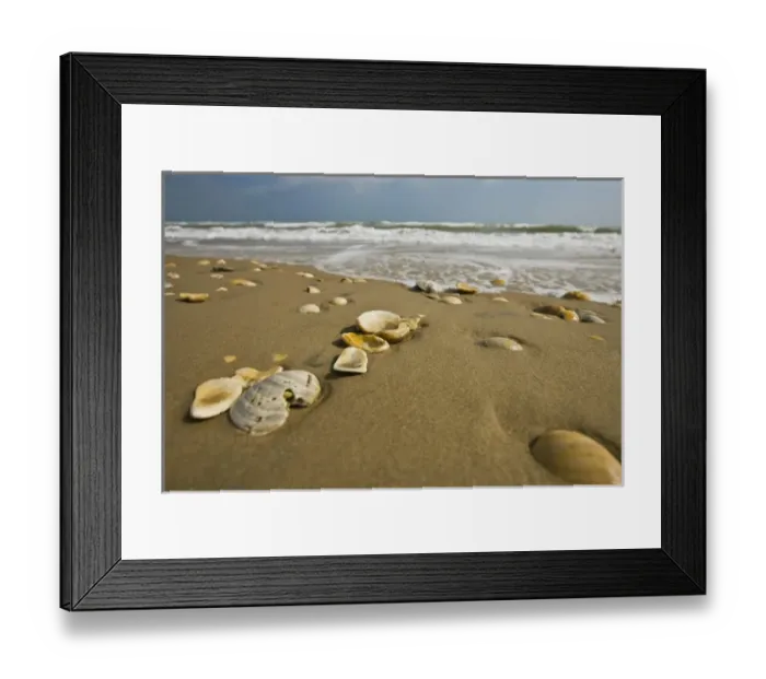 Framed Print : Sea shells on South Padre Island beach, Gulf of Mexico, Texas, USA Framed Print : Sea shells on South Padre Island beach, Gulf of Mexico, Texas, USA