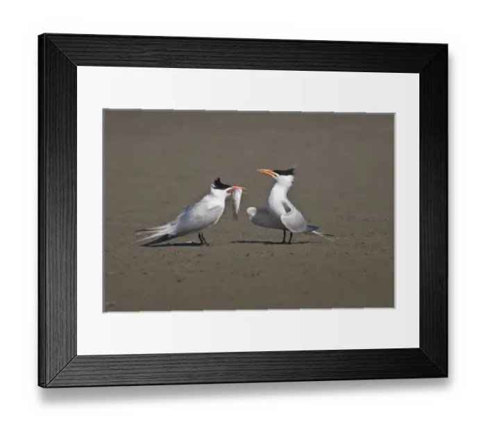 Framed Print : Royal Tern (Sterna maxima) adult pair in breeding plumage bonding for breeding Framed Print : Royal Tern (Sterna maxima) adult pair in breeding plumage bonding for breeding