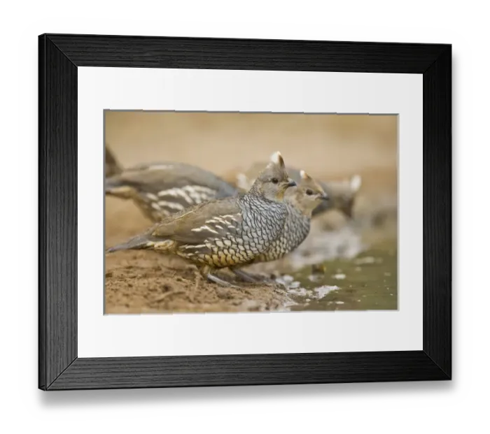 Framed Print : Scaled Quail (Callipepla squamata), covey drinking at south Texas pond Framed Print : Scaled Quail (Callipepla squamata), covey drinking at south Texas pond