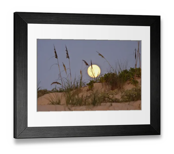 Framed Print : Sea Oats (Uniola paniculata) growing on sand dunes, Gulf of Mexico, South Padre Island Framed Print : Sea Oats (Uniola paniculata) growing on sand dunes, Gulf of Mexico, South Padre Island