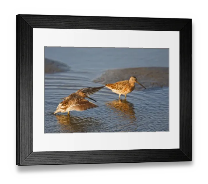 Framed Print : Short-billed Dowitcher (Limnodromus griseus) migrants in salt marsh, South Padre Island Framed Print : Short-billed Dowitcher (Limnodromus griseus) migrants in salt marsh, South Padre Island