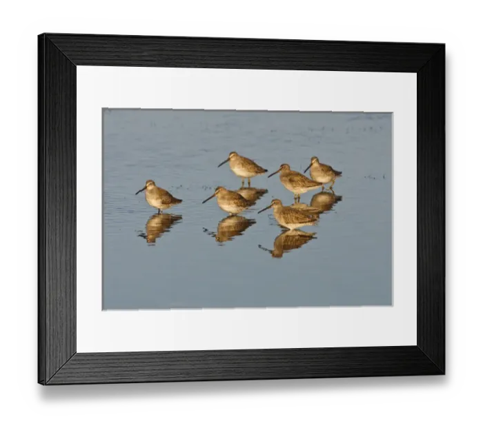 Framed Print : Short-billed Dowitcher (Limnodromus griseus) migrants in salt marsh, South Padre Island Framed Print : Short-billed Dowitcher (Limnodromus griseus) migrants in salt marsh, South Padre Island