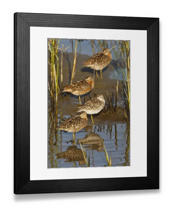 Framed Print : Short-billed Dowitcher (Limnodromus griseus) migrants in salt marsh, South Padre Island Framed Print : Short-billed Dowitcher (Limnodromus griseus) migrants in salt marsh, South Padre Island
