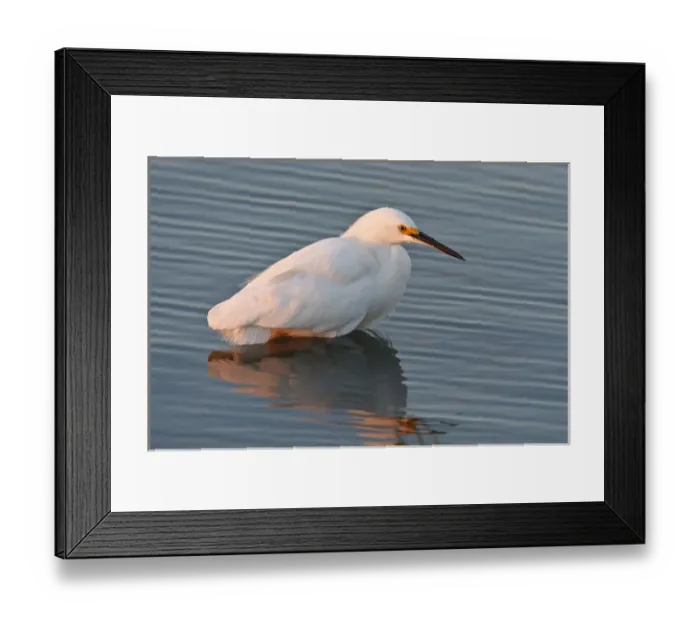 Framed Print : Snowy Egret (Egretta thula) wading in shallow bay, hunting fish, Laguna Madre, South Padre Island Framed Print : Snowy Egret (Egretta thula) wading in shallow bay, hunting fish, Laguna Madre, South Padre Island