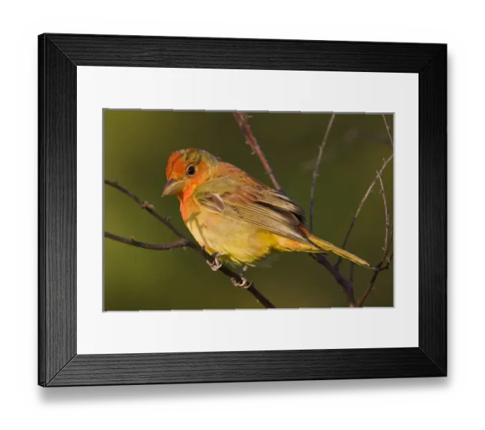Framed Print : summer tanager (Pitanga rubra) juvenile male resting, spring migration, South Padre Island Framed Print : summer tanager (Pitanga rubra) juvenile male resting, spring migration, South Padre Island