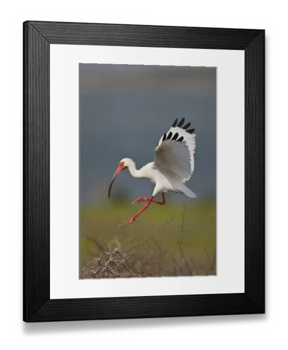 Framed Print : White Ibis (Eudocimus albus) adults landing in nest colony, Laguna Madre, Texas, USA Framed Print : White Ibis (Eudocimus albus) adults landing in nest colony, Laguna Madre, Texas, USA