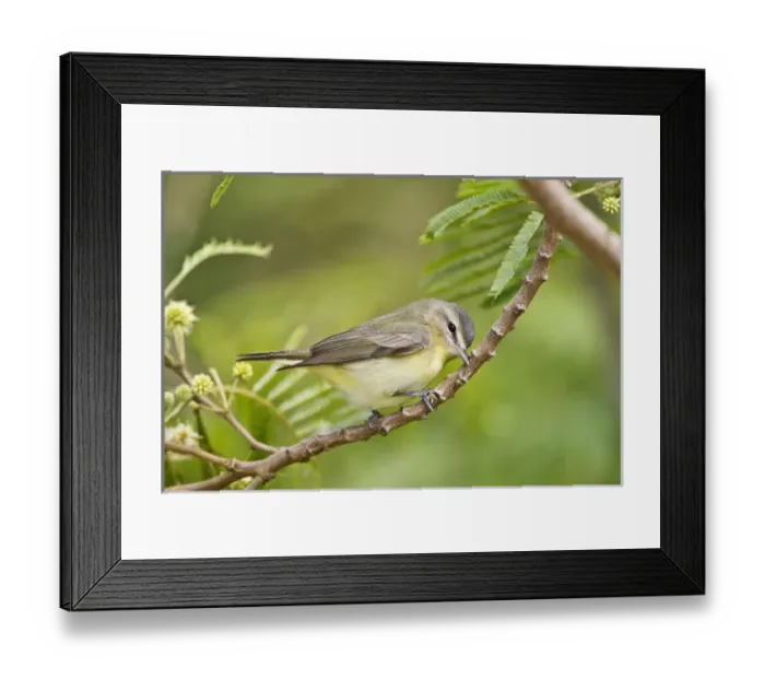 Framed Print : Warbling Vireo (Vireo gilvus) foraging on South Padre Island, Texas, USA, spring Framed Print : Warbling Vireo (Vireo gilvus) foraging on South Padre Island, Texas, USA, spring