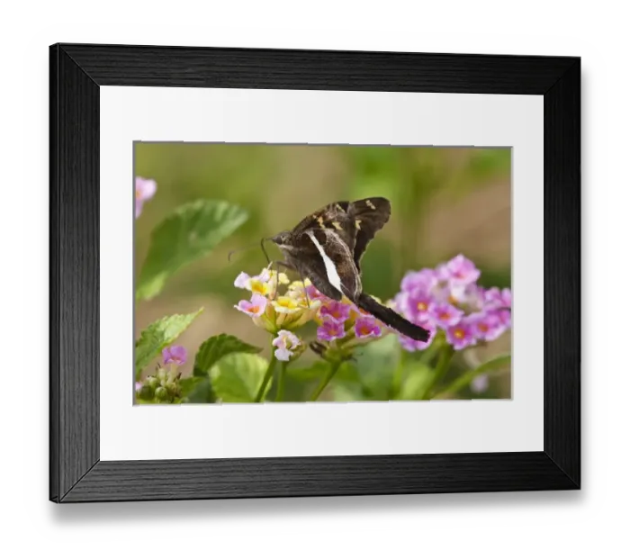 Framed Print : white-striped Longtail (Chioides catillus) feeding at a lantana flower, Texas, USA