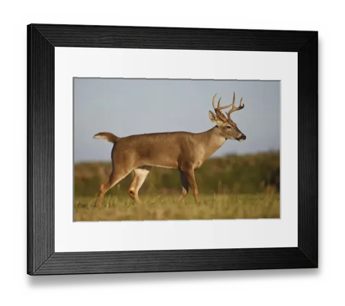 Framed Print : white-tailed deer (Odocoileus virginianus) male with hard antlers, in grassland, Texas