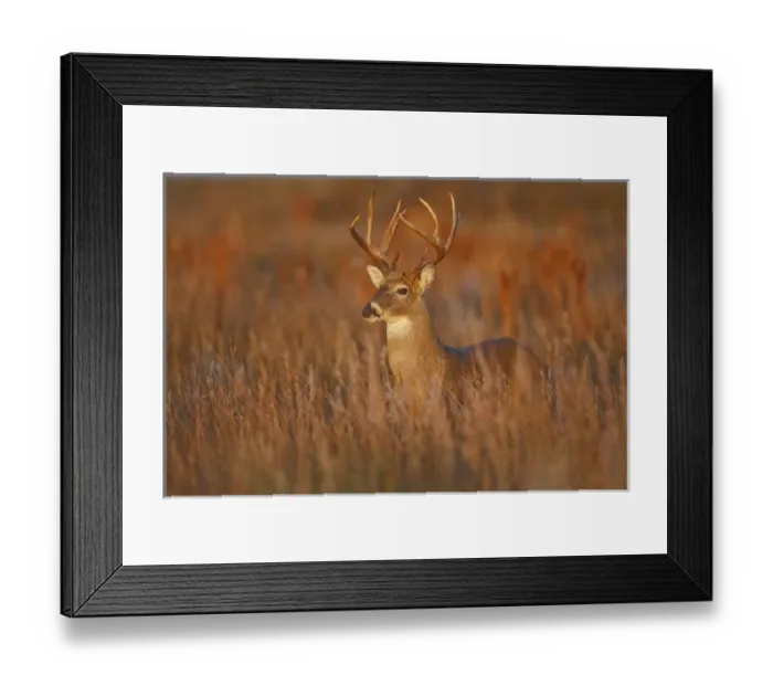 Framed Print : white-tailed deer (Odocoileus virginianus) male with hard antlers, in grassland, Texas