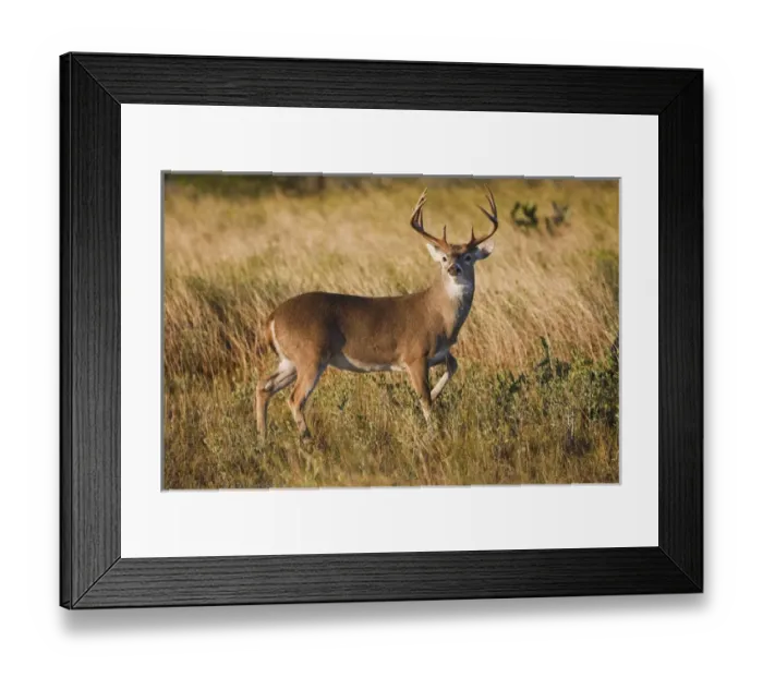 Framed Print : white-tailed deer (Odocoileus virginianus) alert male watching for danger, in grassland Framed Print : white-tailed deer (Odocoileus virginianus) alert male watching for danger, in grassland