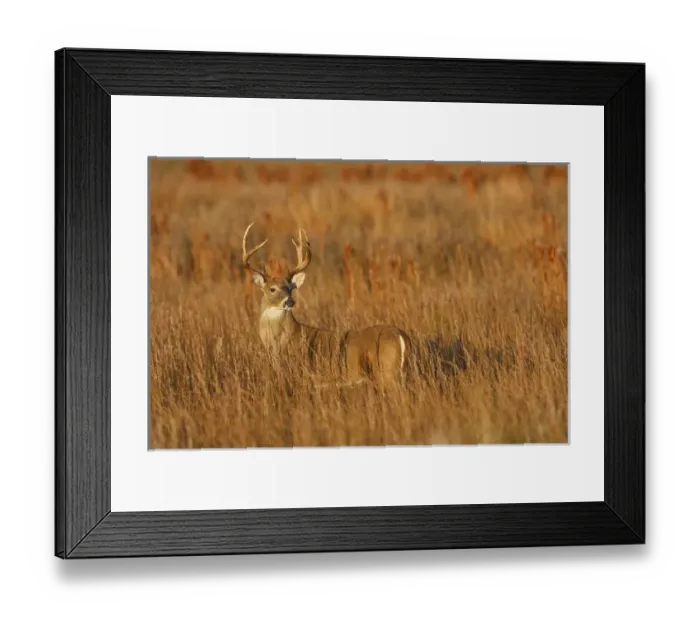 Framed Print : white-tailed deer (Odocoileus virginianus) male with hard antlers, in grassland, Texas Framed Print : white-tailed deer (Odocoileus virginianus) male with hard antlers, in grassland, Texas