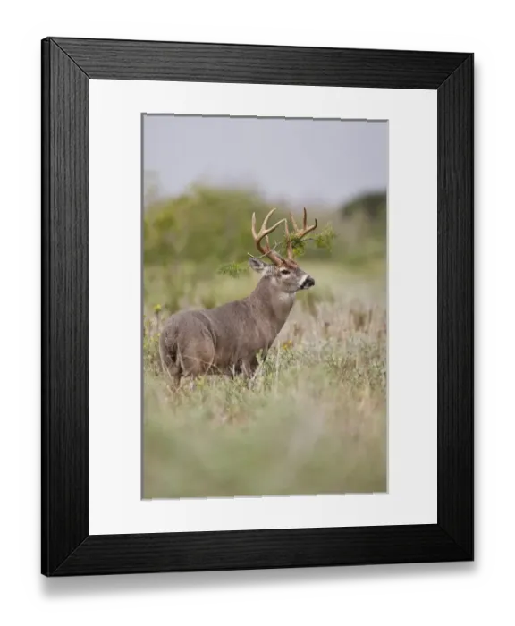 Framed Print : white-tailed deer (Odocoileus virginianus) male with branch hung in antlers, in grassland Framed Print : white-tailed deer (Odocoileus virginianus) male with branch hung in antlers, in grassland
