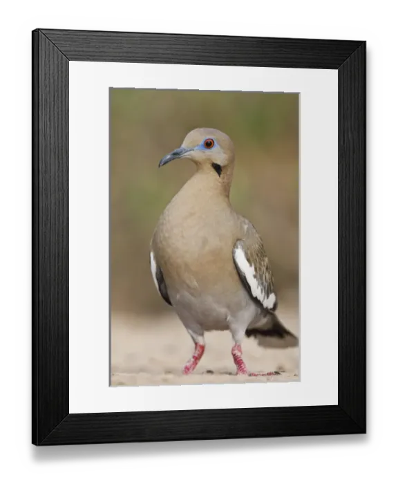 Framed Print : White-winged Dove (Zenaida asiatica) adult on ground foraging for seeds, south Texas, USA Framed Print : White-winged Dove (Zenaida asiatica) adult on ground foraging for seeds, south Texas, USA