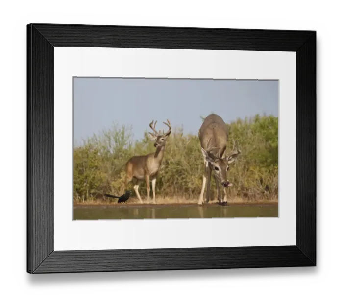 Framed Print : white-tailed deer (Odocoileus virginianus) males with antlers in velvet, drinking