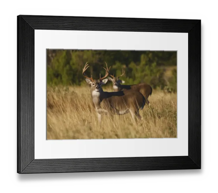 Framed Print : white-tailed deer (Odocoileus virginianus) males alert for danger, in grassland, Texas Framed Print : white-tailed deer (Odocoileus virginianus) males alert for danger, in grassland, Texas
