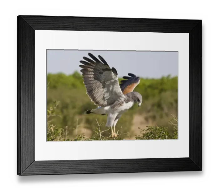 Framed Print : white-tailed Hawk, Buteo albicaudatus, adult landing at nest, Texas, USA, grasslands Framed Print : white-tailed Hawk, Buteo albicaudatus, adult landing at nest, Texas, USA, grasslands